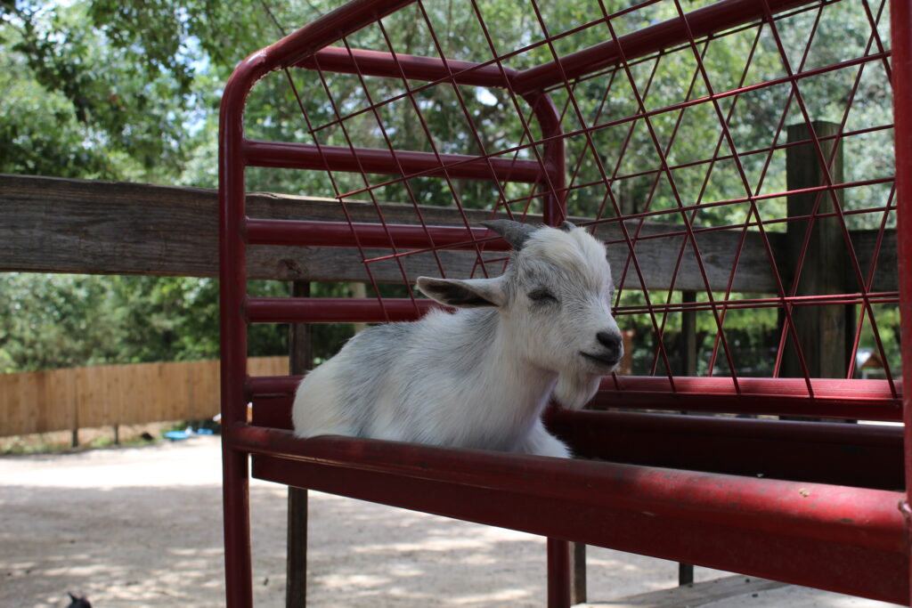 Goat on a bench at Fifth Day Farm