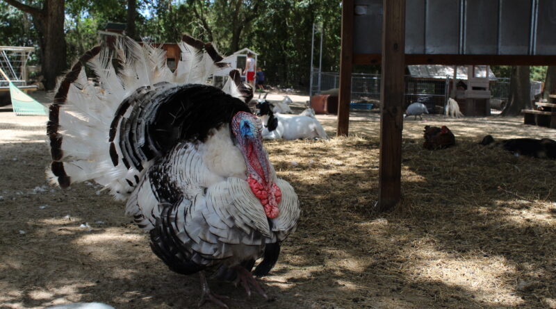 Turkey at Fifth Day Farm