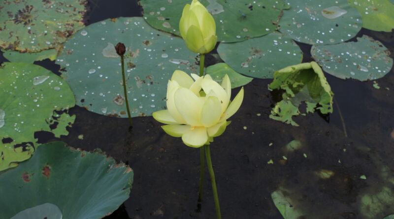 lily pads on a lake